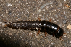 Coleoptera