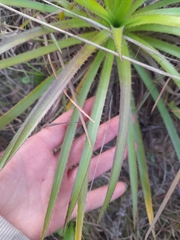 Eryngium paniculatum