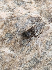 Parasteatoda