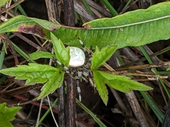 Araneus trifolium