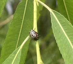 Chrysomela scripta