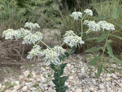 Euphorbia marginata