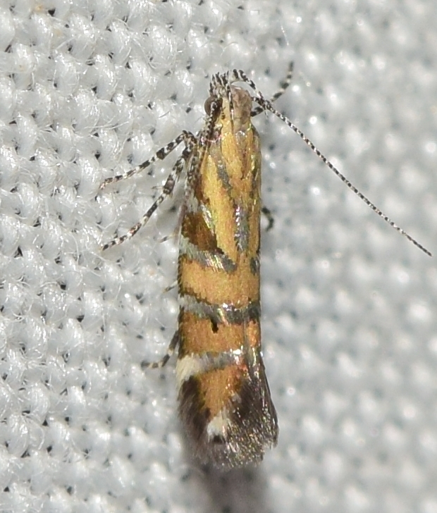 Aristotelia frankeniae