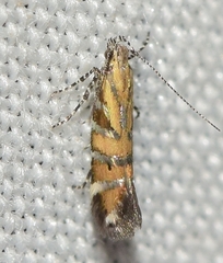 Aristotelia mirabilis