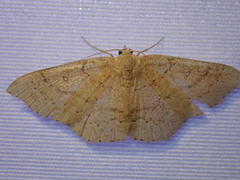 Cyclophora dataria