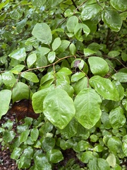 Dirca palustris