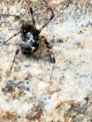 Parasteatoda