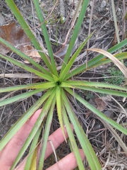 Eryngium paniculatum