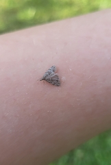 Eudonia heterosalis