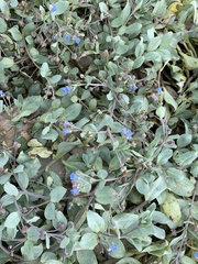 Mertensia maritima