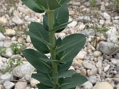 Euphorbia marginata