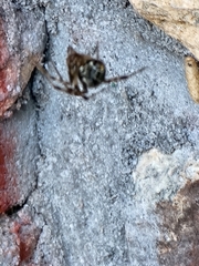 Parasteatoda