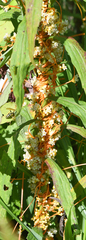 Cuscuta gronovii