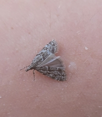 Eudonia heterosalis