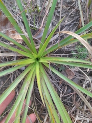 Eryngium paniculatum