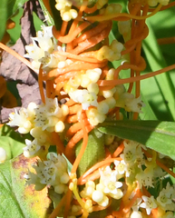 Cuscuta gronovii