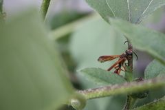 Isodontia