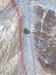 Parasteatoda