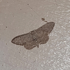 Idaea seriata