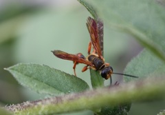 Isodontia