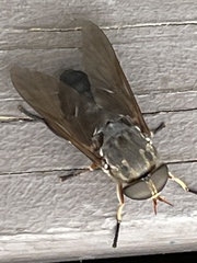 Tabanus calens