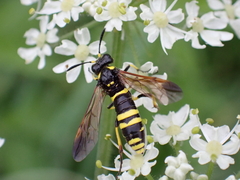 Tenthredo marginella
