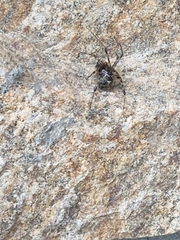 Parasteatoda