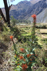 Siphocampylus krauseanus