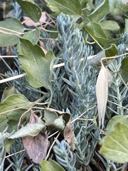 Petrosedum rupestre