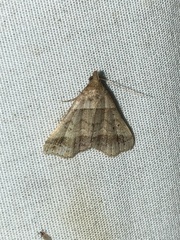 Phalaenophana pyramusalis