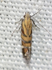 Aristotelia mirabilis