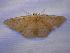 Cyclophora dataria