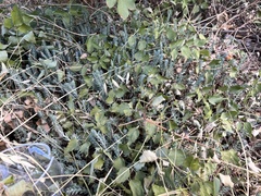 Petrosedum rupestre