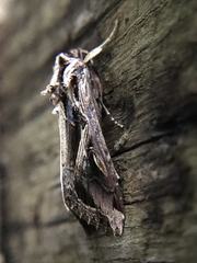 Spodoptera dolichos