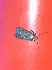 Dichomeris juncidella