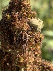 Neoscona arabesca