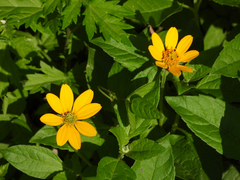 Heliopsis helianthoides