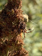 Neoscona arabesca