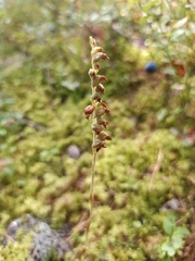 Goodyera repens
