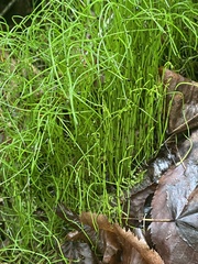 Equisetum scirpoides