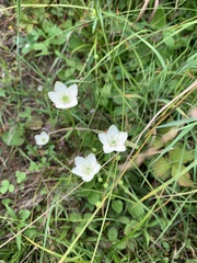 Parnassia glauca