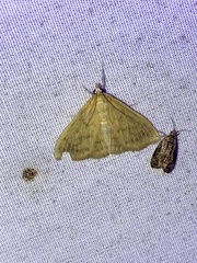 Pyraustini