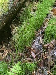Equisetum scirpoides