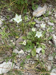 Parnassia glauca