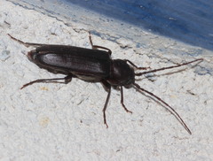 Arhopalus ferus