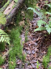 Equisetum scirpoides