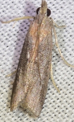 Phycitini