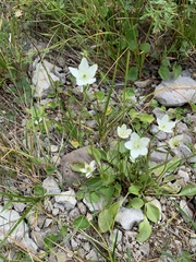 Parnassia glauca