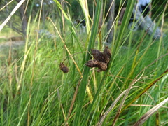 Schoenoplectus pungens