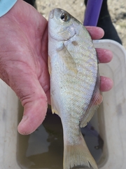 Leiostomus xanthurus